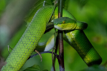 green snake in the tree from Lawachora FOREST, SYLHET BANGLADESH
