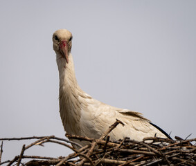 White stork ciconia ciconia shot with the amazing Sony 200-600mm lens