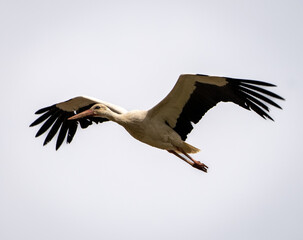 White stork ciconia ciconia shot with the amazing Sony 200-600mm lens