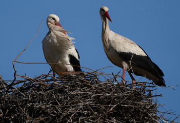 White stork ciconia ciconia shot with the amazing Sony 200-600mm lens