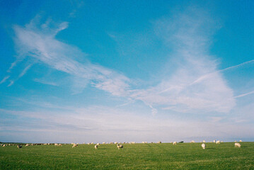 35mm film scan of sheep in a field under a cloudy blue sky