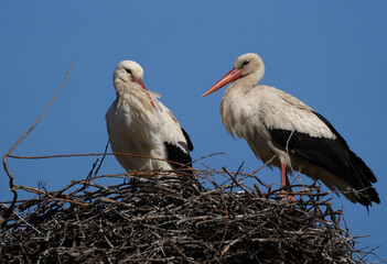 White stork ciconia ciconia shot with the amazing Sony 200-600mm lens