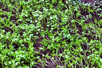 Green plant oil radish. A plant that sits in the soil in a greenhouse for autumn or winter. Soil fertilizer.