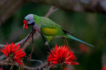 parrot from satchori forest, sylhet, bangladesh