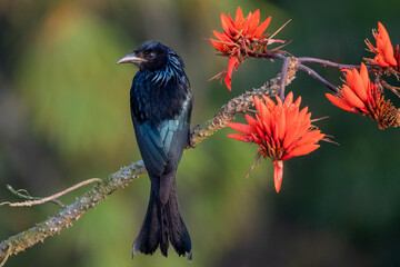 Birds of Bangladesh from satchori forest, sylhet