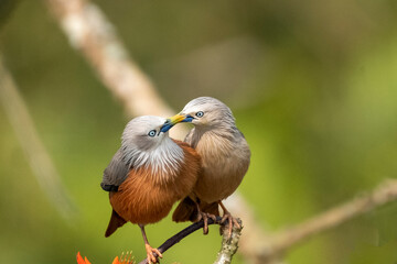 chest nut tailed starling sitting on branch taken from Satchori forest, sylhet, Bangladesh