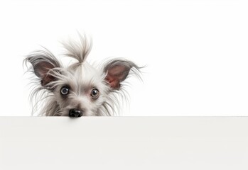 Adorable Chinese Crested Puppy Peeking Out from Behind White Table with Copy Space, Isolated on White Background. Generative AI.