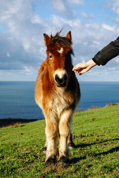 a horse breeding