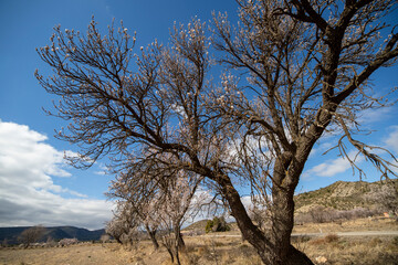 Fototapeta na wymiar Almond trees in blossom fields in Teruel Aragon Spain