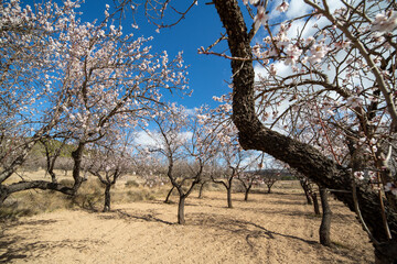 Almond trees in blossom fields in Teruel Aragon Spain