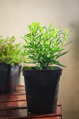 rosemary pot indoor plant flower in pot food spice snack on the table copy space food background rustic top view