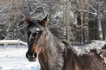 Obraz premium Dark bay thoroughbred gelding outdoors in winter snow.