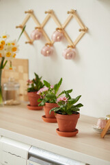 Flowers in pots on a light table. White simple modern scandinavian style kitchen, kitchen details. The concept of home comfort. The concept of International Women's Day on March 8. Home decor design