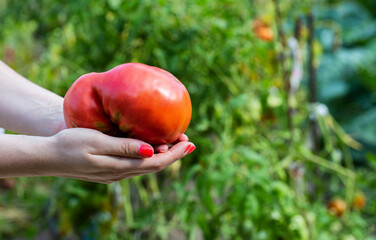 The girl holds in her hand a large red tomato against the background of greenery at their summer cottage. The concept of growing vegetables. Copy space for text