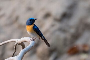 Birds of Bangladesh from satchori forest, sylhet