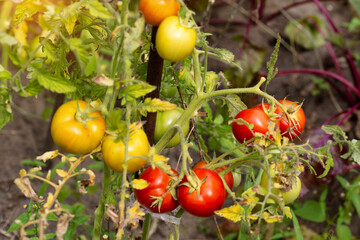 Ripening of juicy tomatoes planted in the country in the summer. Red and green tomatoes. vitamins in vegetables. Natural