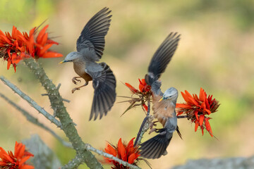 chest nut tailed starling sitting on branch taken from Satchori forest, sylhet, Bangladesh
