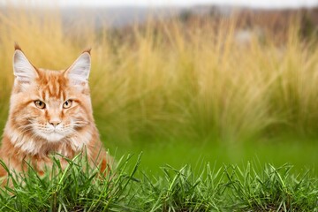 Cute cat pet smelling green plant