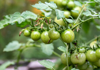 Big bush with green cherry tomatoes. Growing tomatoes in the garden. Ripening tomato, vegetables.