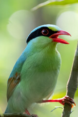 red headed wood green magpie, hazarikhil forest, CHATTOGRAM bANGLADESHpecker