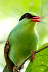 red headed wood green magpie, hazarikhil forest, CHATTOGRAM bANGLADESHpecker