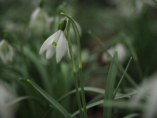 Snowdrops flowers and their colony with the green background