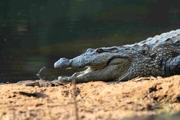 Freshwater crocodiles of the Western Ghats of India
