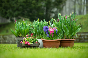 spring flower arrangements in a pot in the garden, tulips, narcissi, hyacinths, daisies