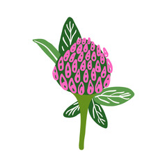 Red clover flower vector illustration. Wild meadow flower botanical illustration. Hand drawn floral element.