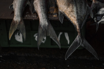 the fish fins displaying in the market