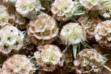 Beautiful flower pod with unique textures