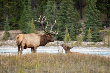Obraz na płótnie Canvas Rocky Mountain elk in a dry field