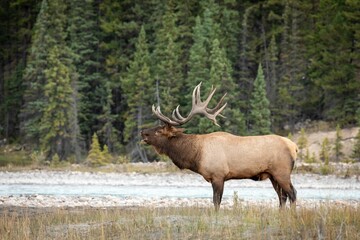 Naklejka na ściany i meble Rocky Mountain elk in a dry field