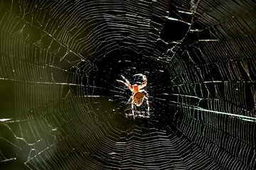 A spider in the center of its web, close-up.