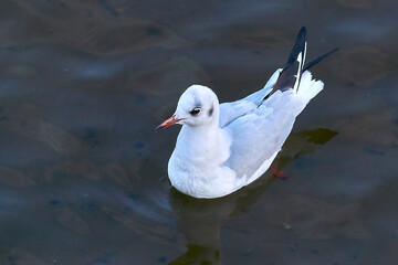 White seagull on the water, close-up.