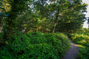 Footpath in a lush forest along the Tulliniemi nature trail in Hanko, Finland, on a sunny day in the summer.