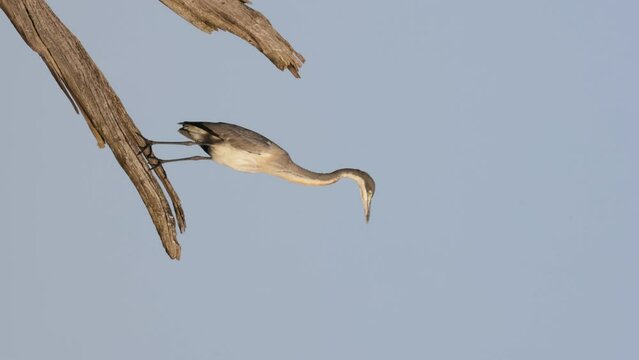 Vertical picture of a black-headed heron on a perch