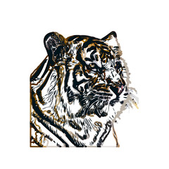 tiger color sketch with transparent background