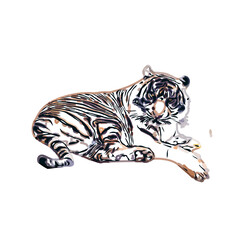 tiger color sketch with transparent background
