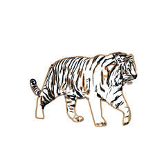tiger color sketch with transparent background