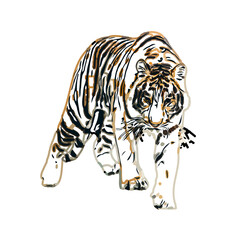 tiger color sketch with transparent background