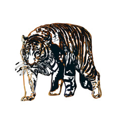 tiger color sketch with transparent background