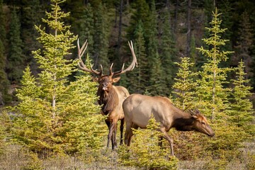 Rocky Mountain elk in a dry field