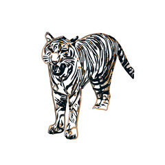 tiger color sketch with transparent background
