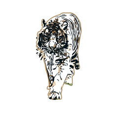 tiger color sketch with transparent background