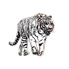 tiger color sketch with transparent background