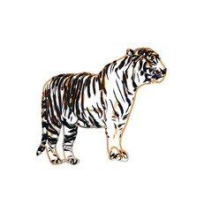 tiger color sketch with transparent background