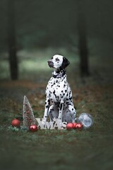 Selective focus of Dalmatian dog sitting in the forest Christmas decorations around