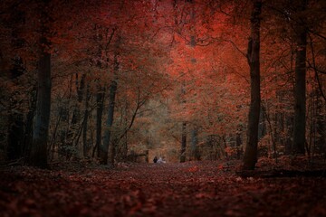 Autumn forest with red leaves covered with red leaves