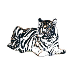tiger color sketch with transparent background